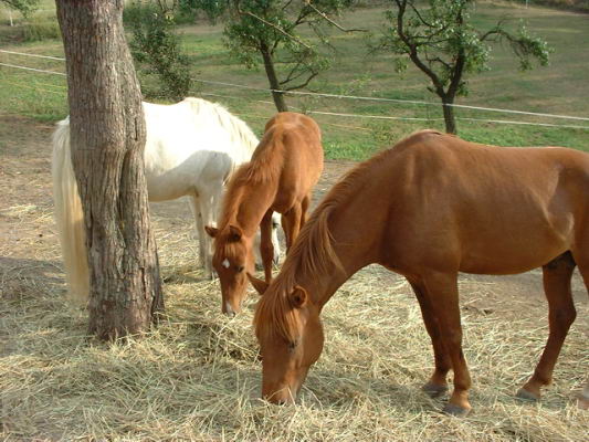 rutas a caballo asturias,rutas a caballo en asturias picos de europa.hipico,hipica